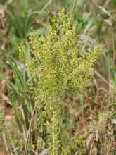 Artemisia annua_2