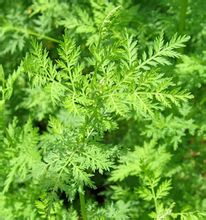 Artemisia annua_1